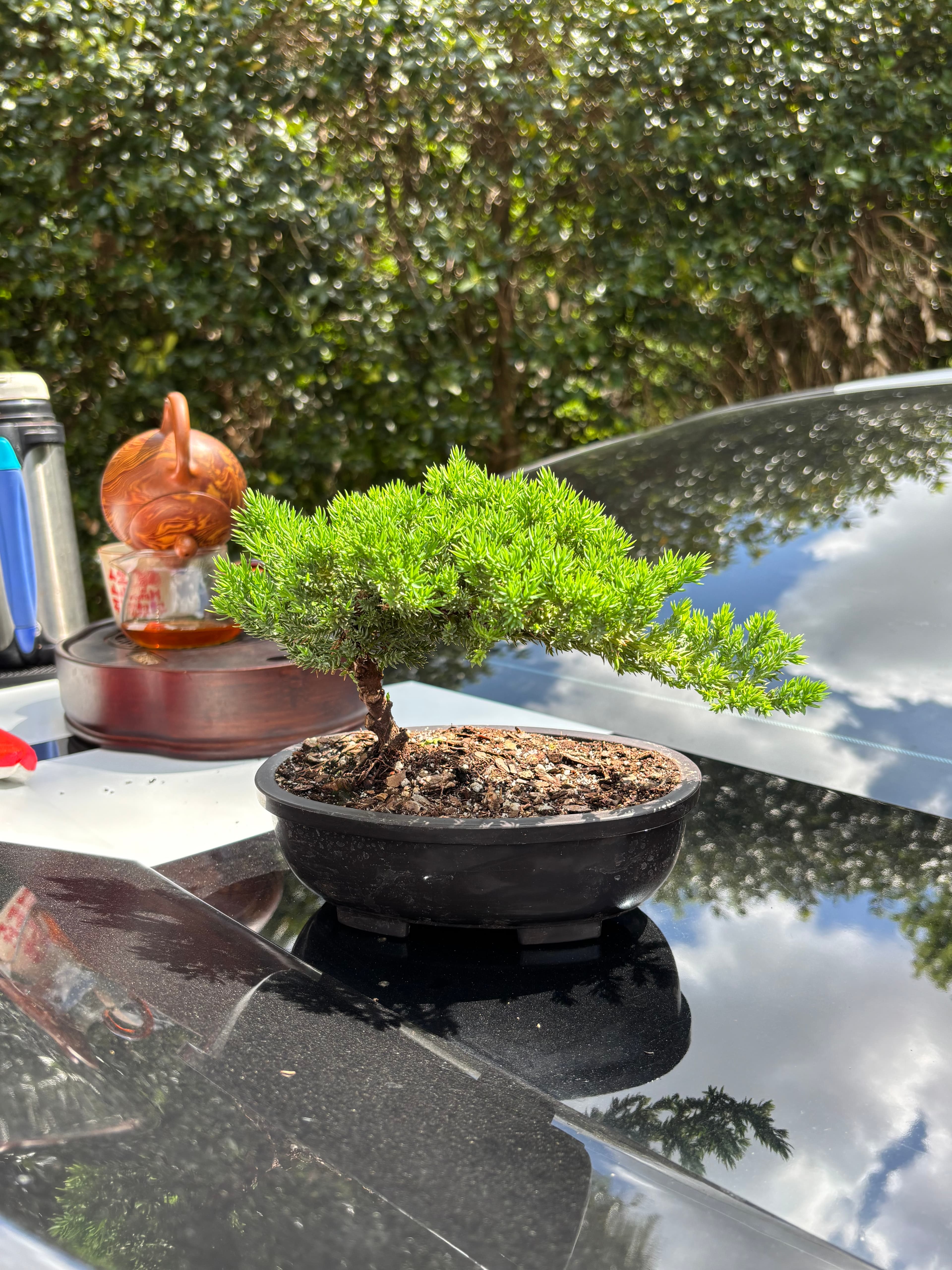 Bonsai Tree ( 3 years old )
