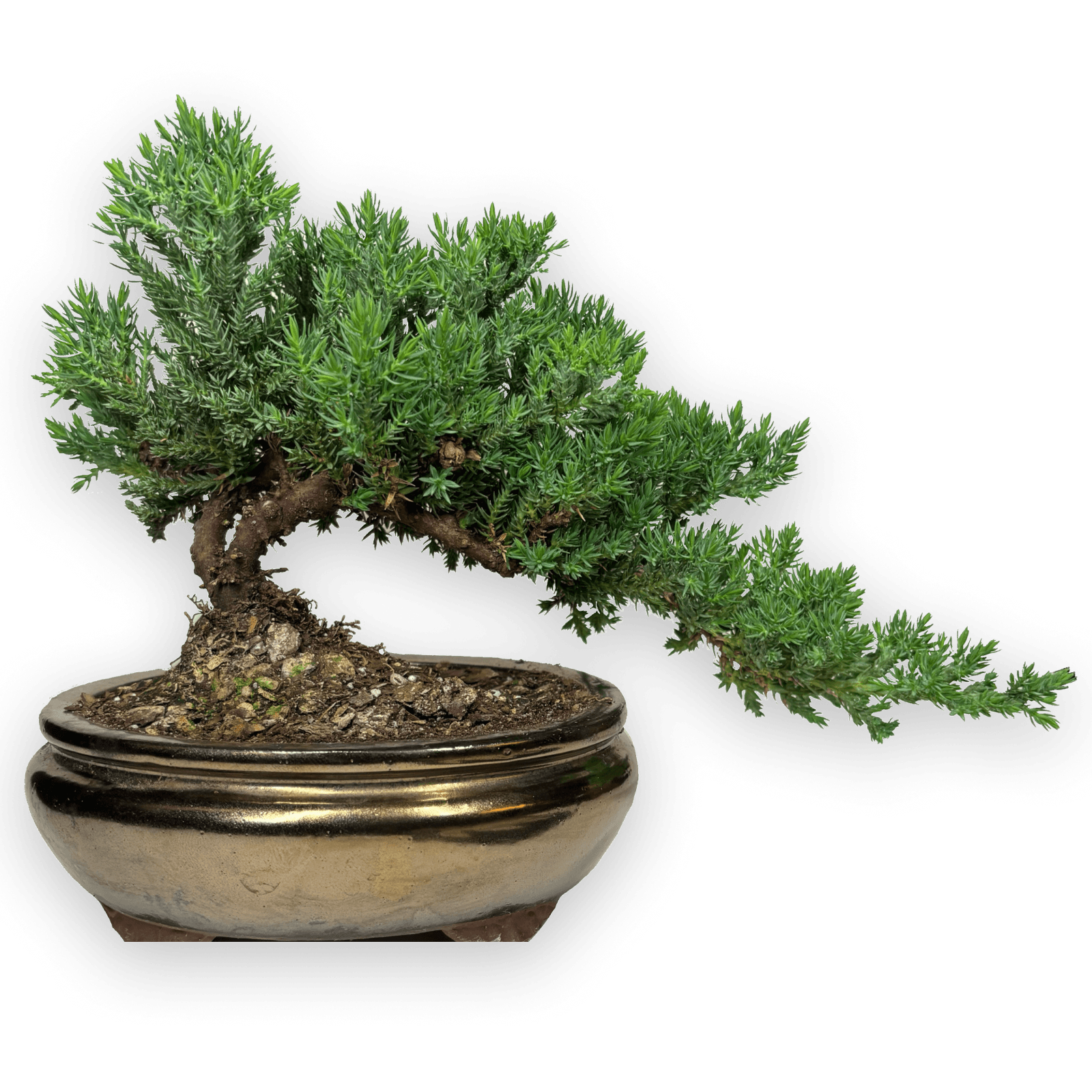 Bonsai Tree ( 4 years old )