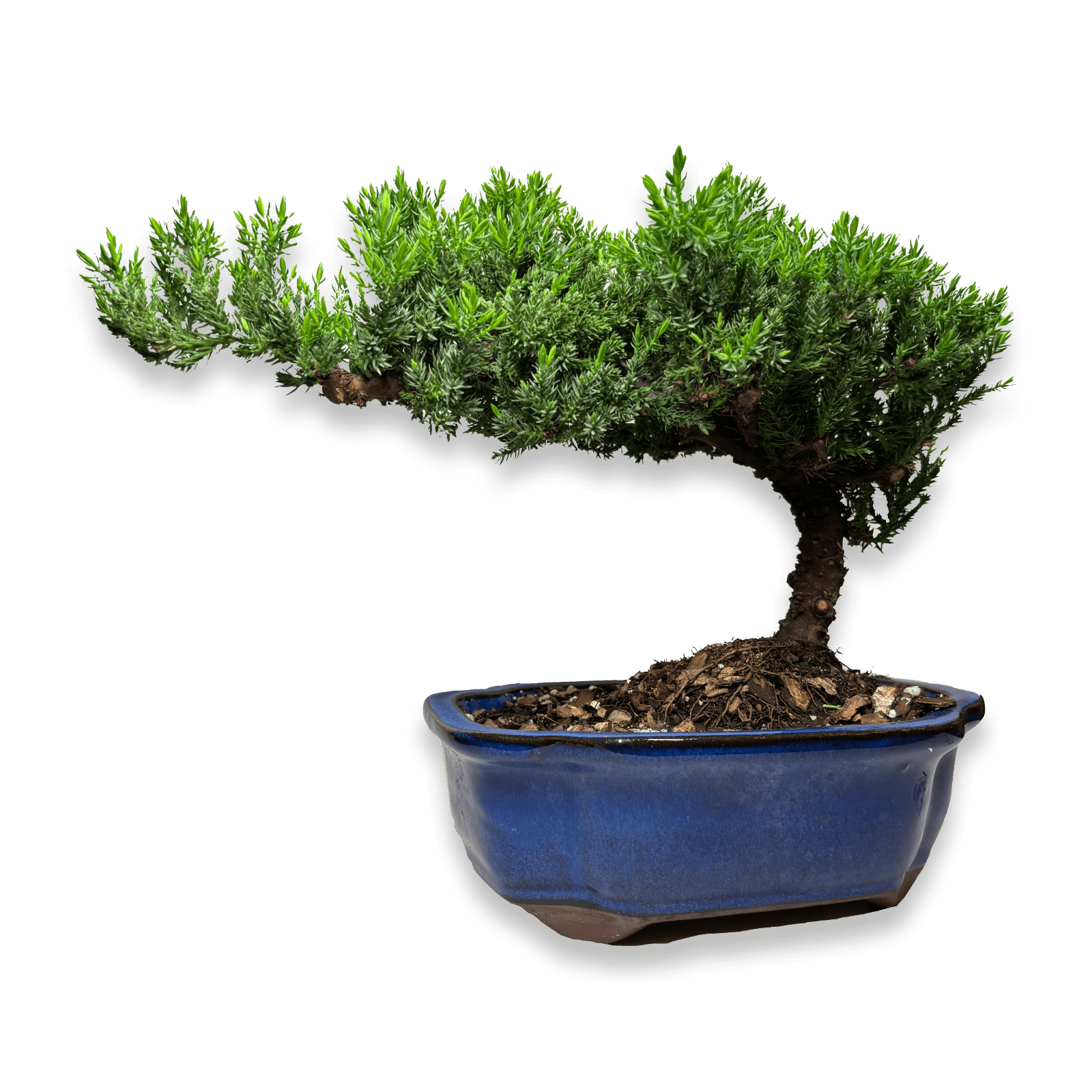 Bonsai Tree ( 9 years old )
