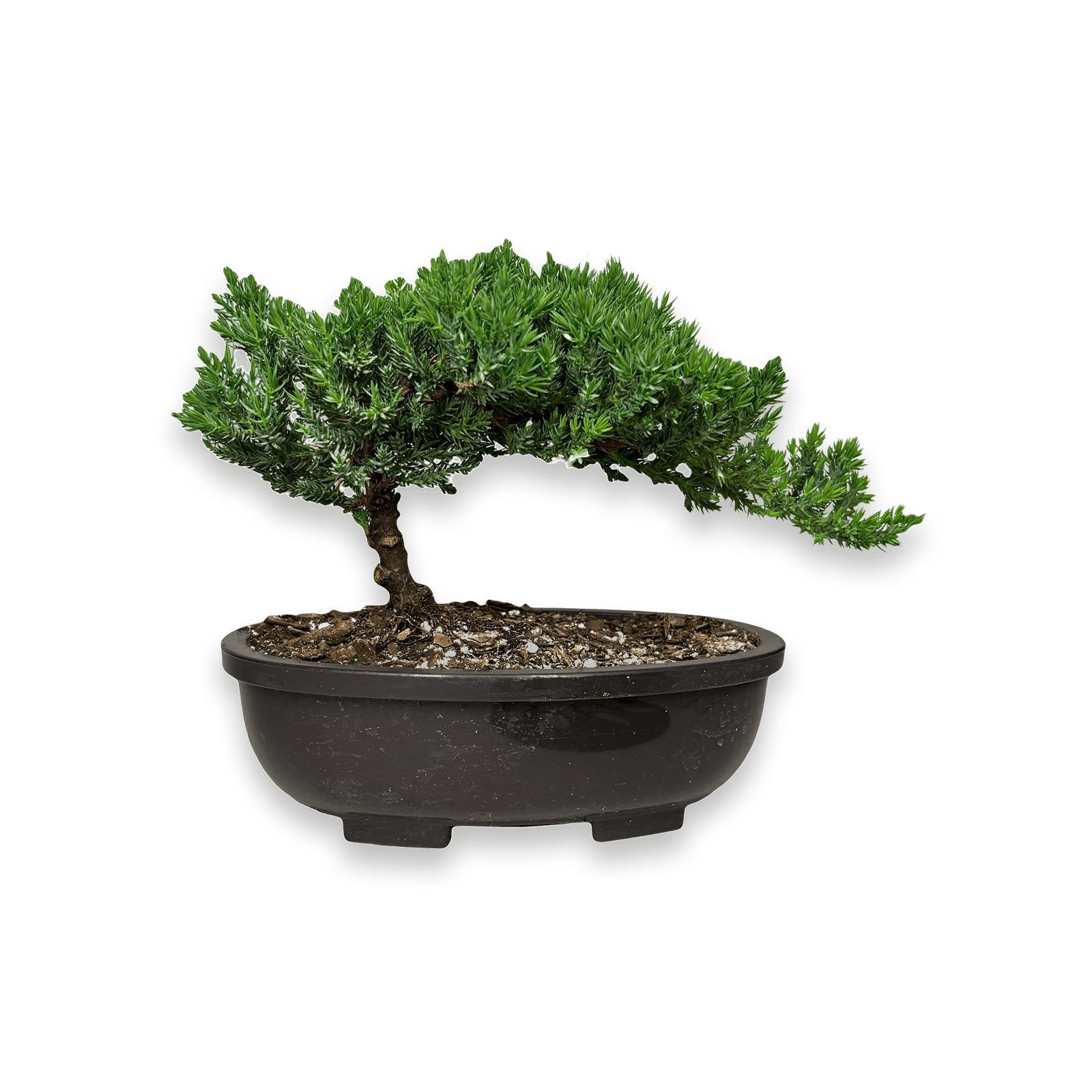 Bonsai Tree ( 3 years old )