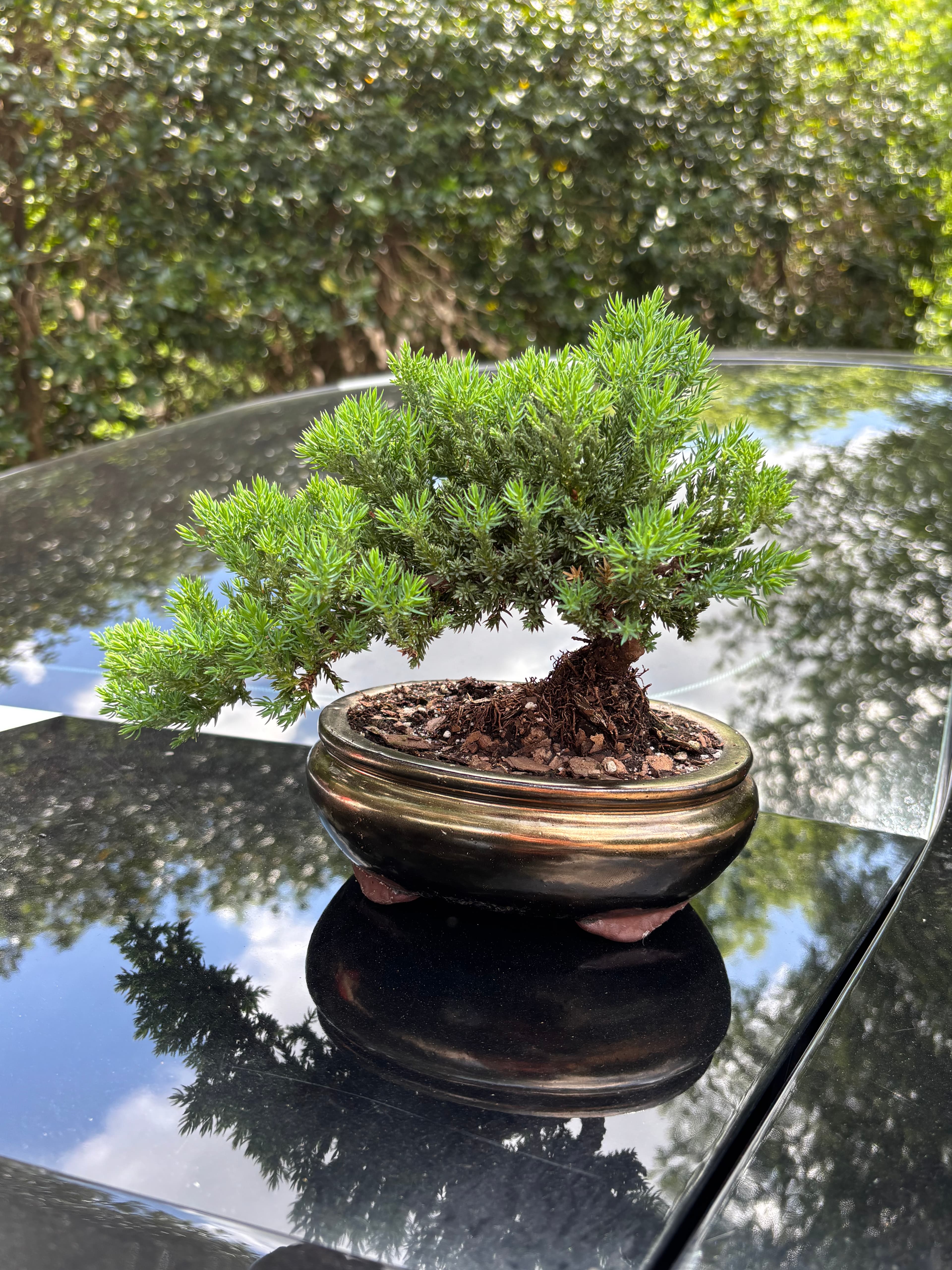 Bonsai Tree ( 4 years old )